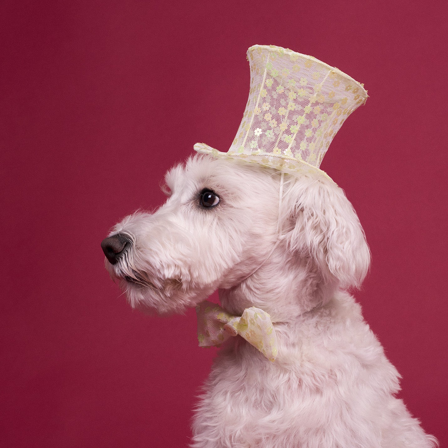 チュールシルクハット(FOR DOG)