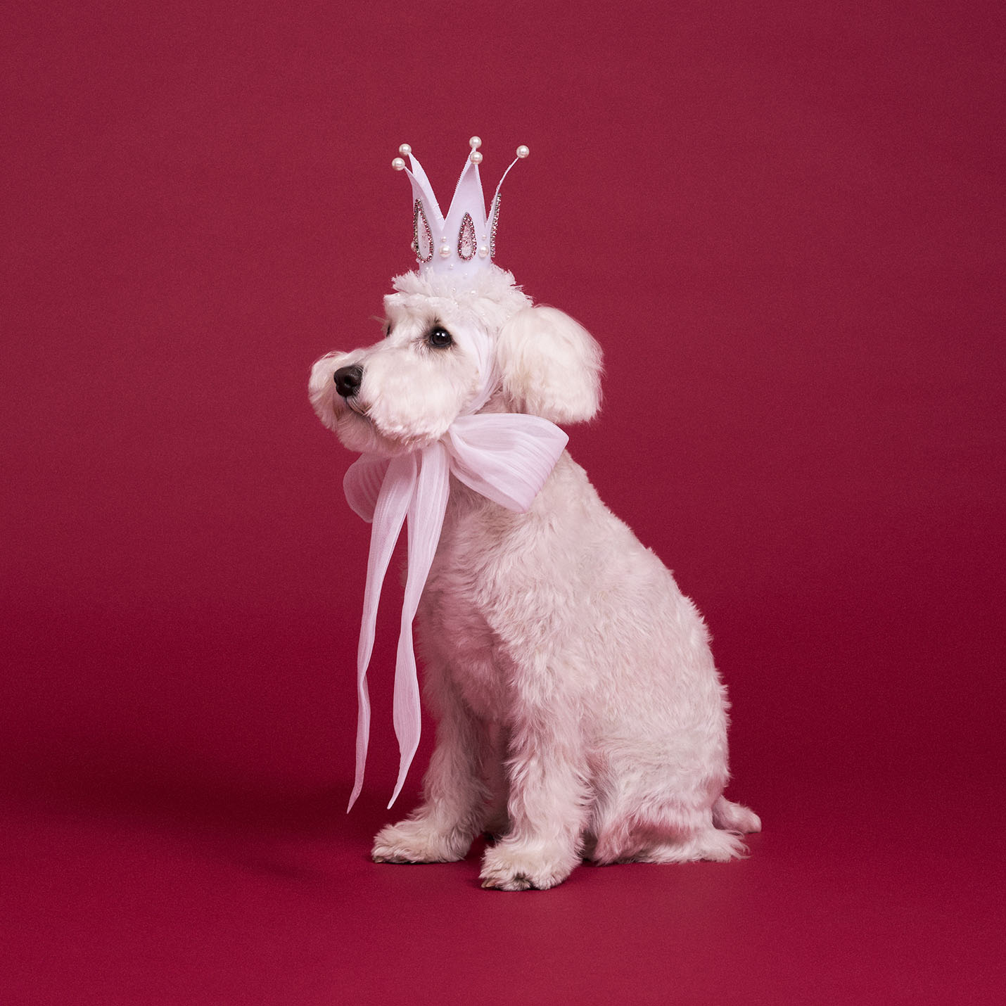 パールクラウン(FOR DOG)