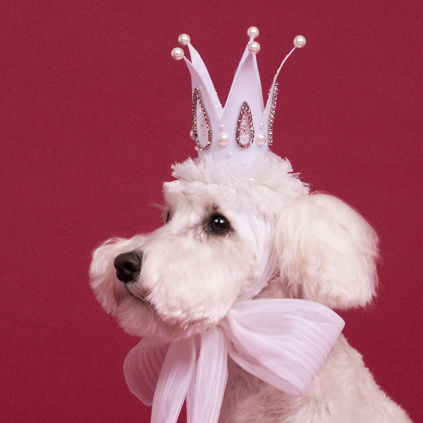 パールクラウン(FOR DOG)