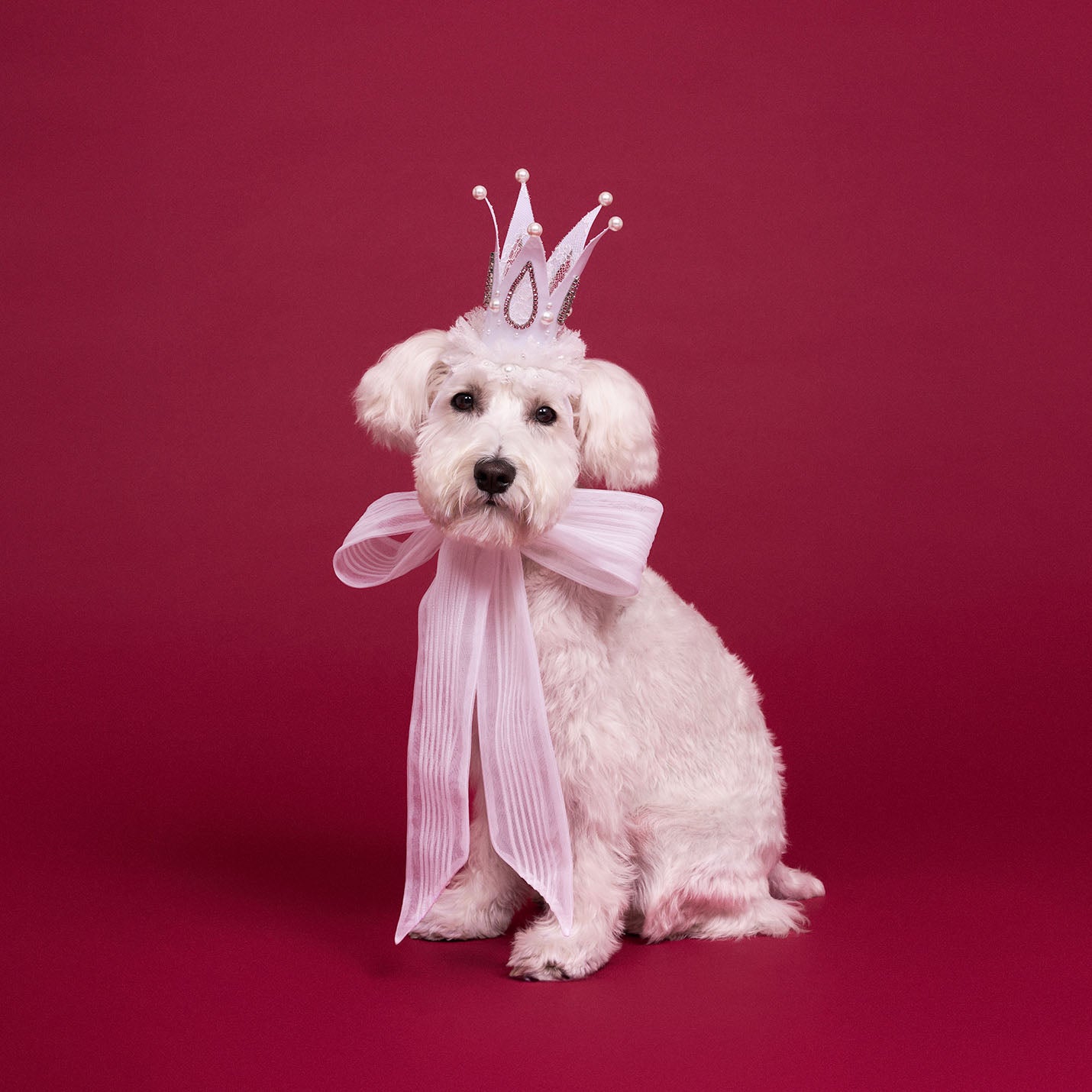 パールクラウン(FOR DOG)