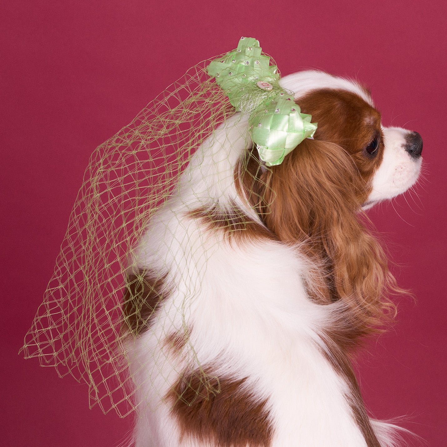 リボンチュール(FOR DOG)