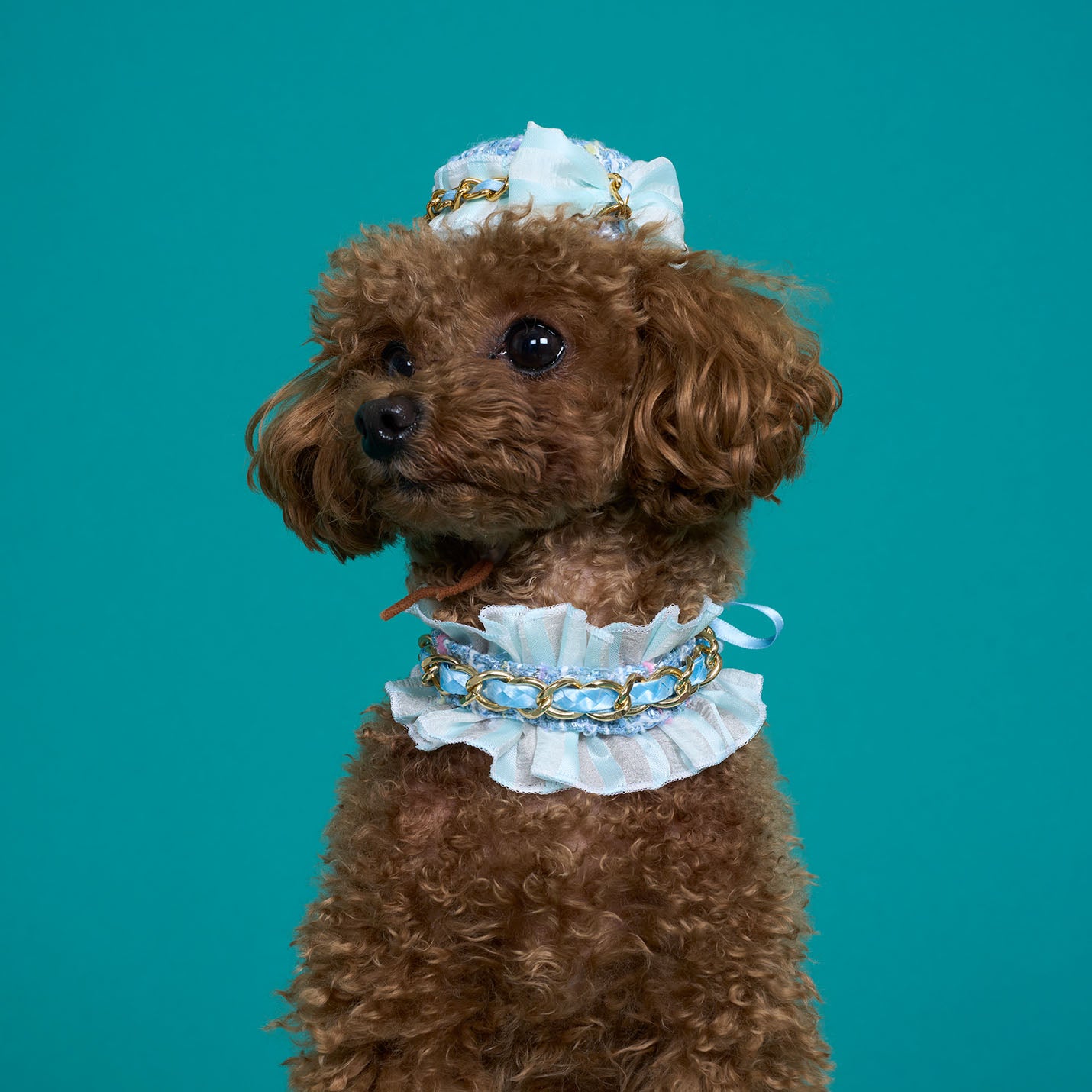 マカロントーク帽(WITH DOG)