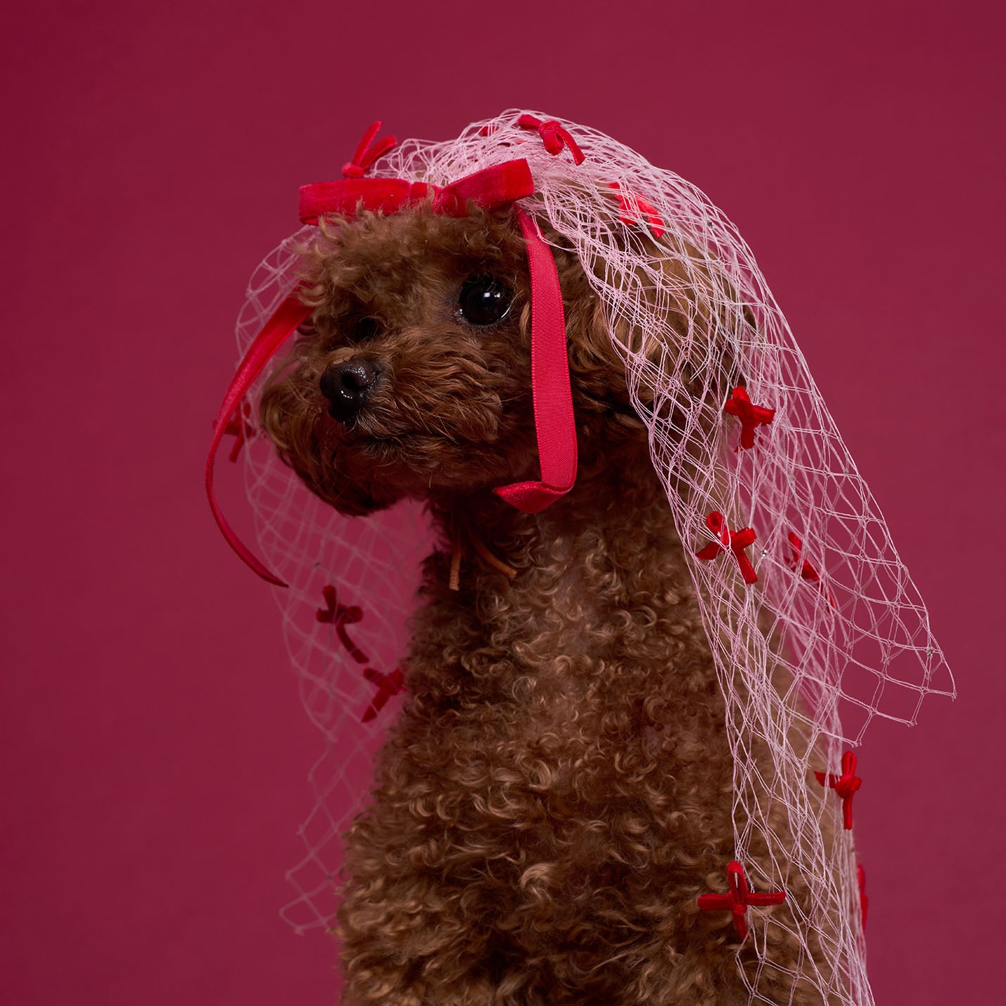 リボンベール(FOR DOG)