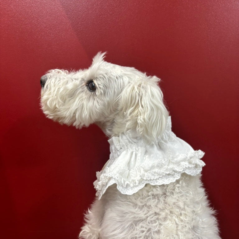 スカラップフリルビブ(FOR DOG)