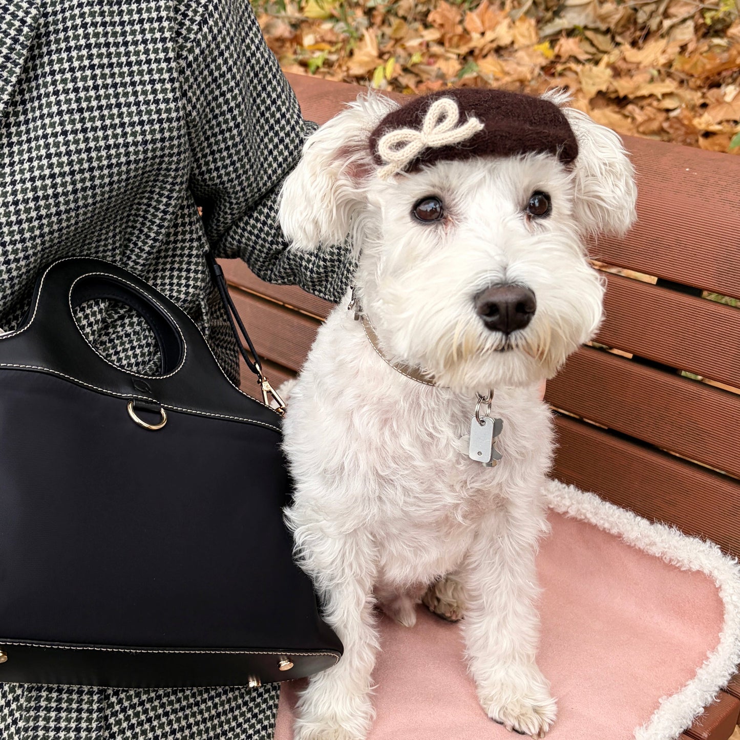 リボンアンゴラベレー