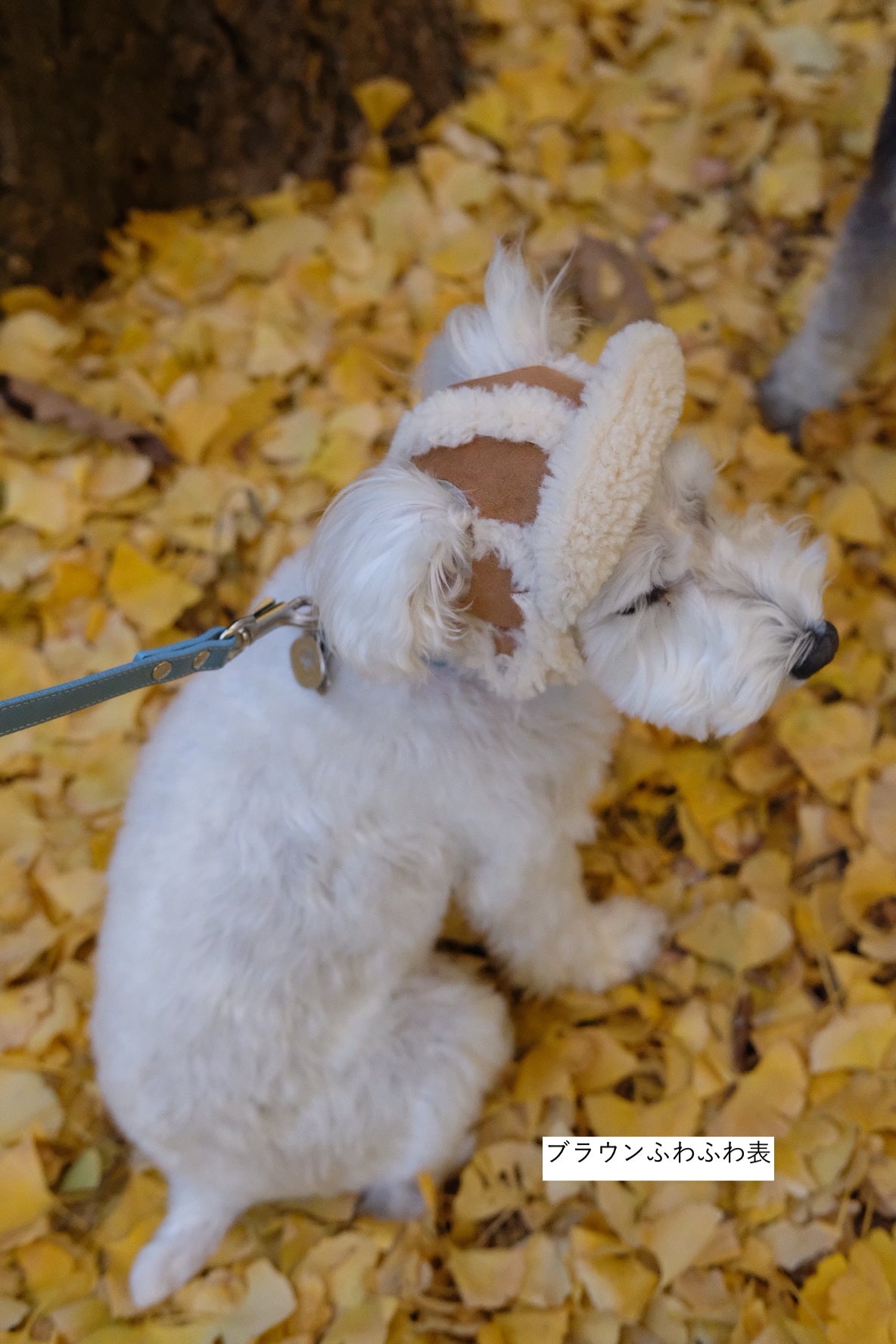 フライトキャップ　12月1日までイニシャルのロゴを印字サービス