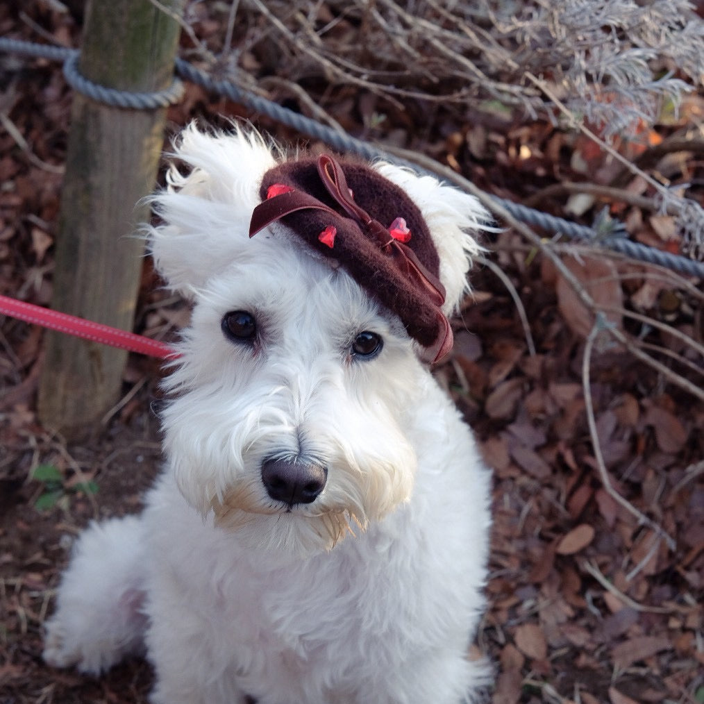 バレンタイン限定ベレー帽