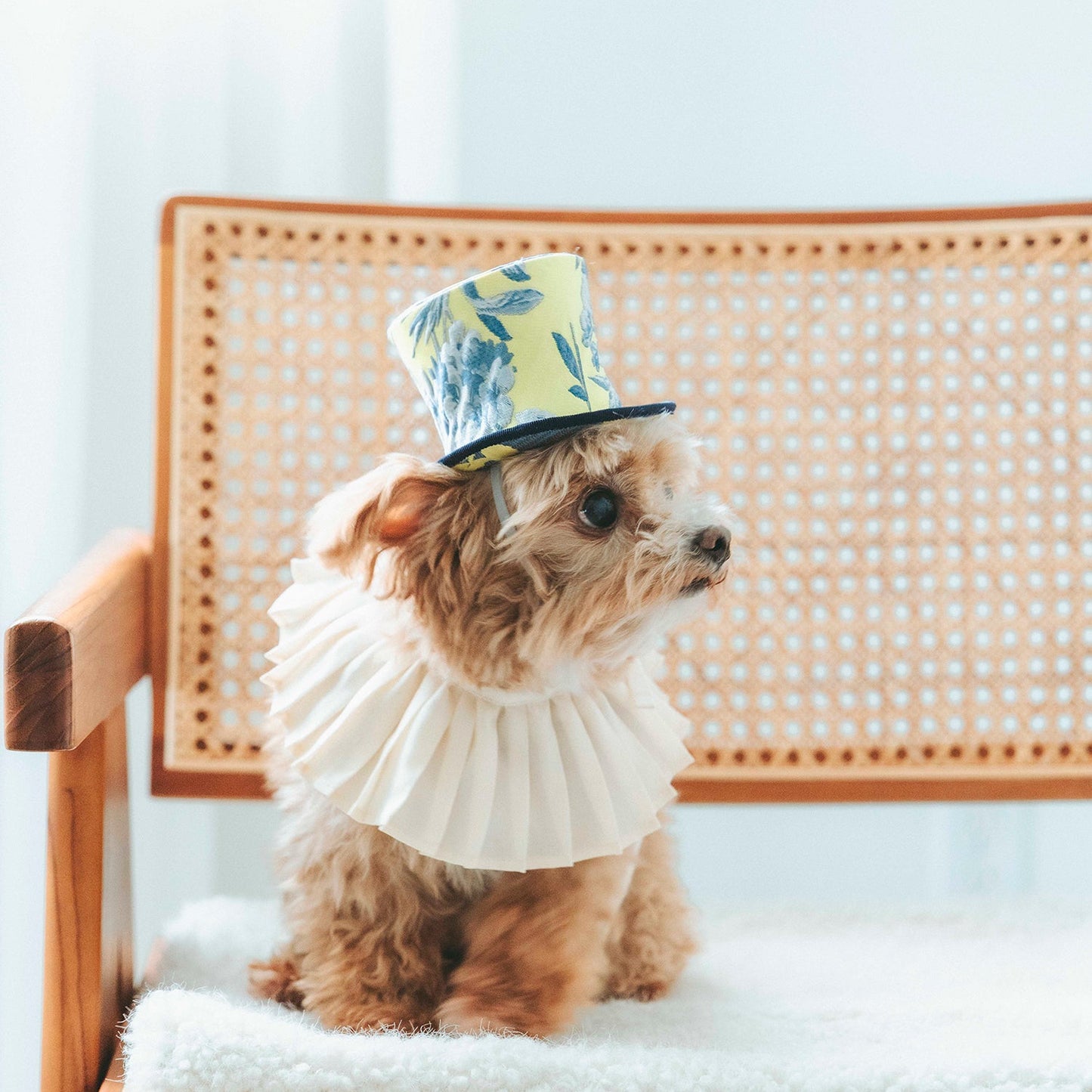 プリーツビブ（FOR DOG）