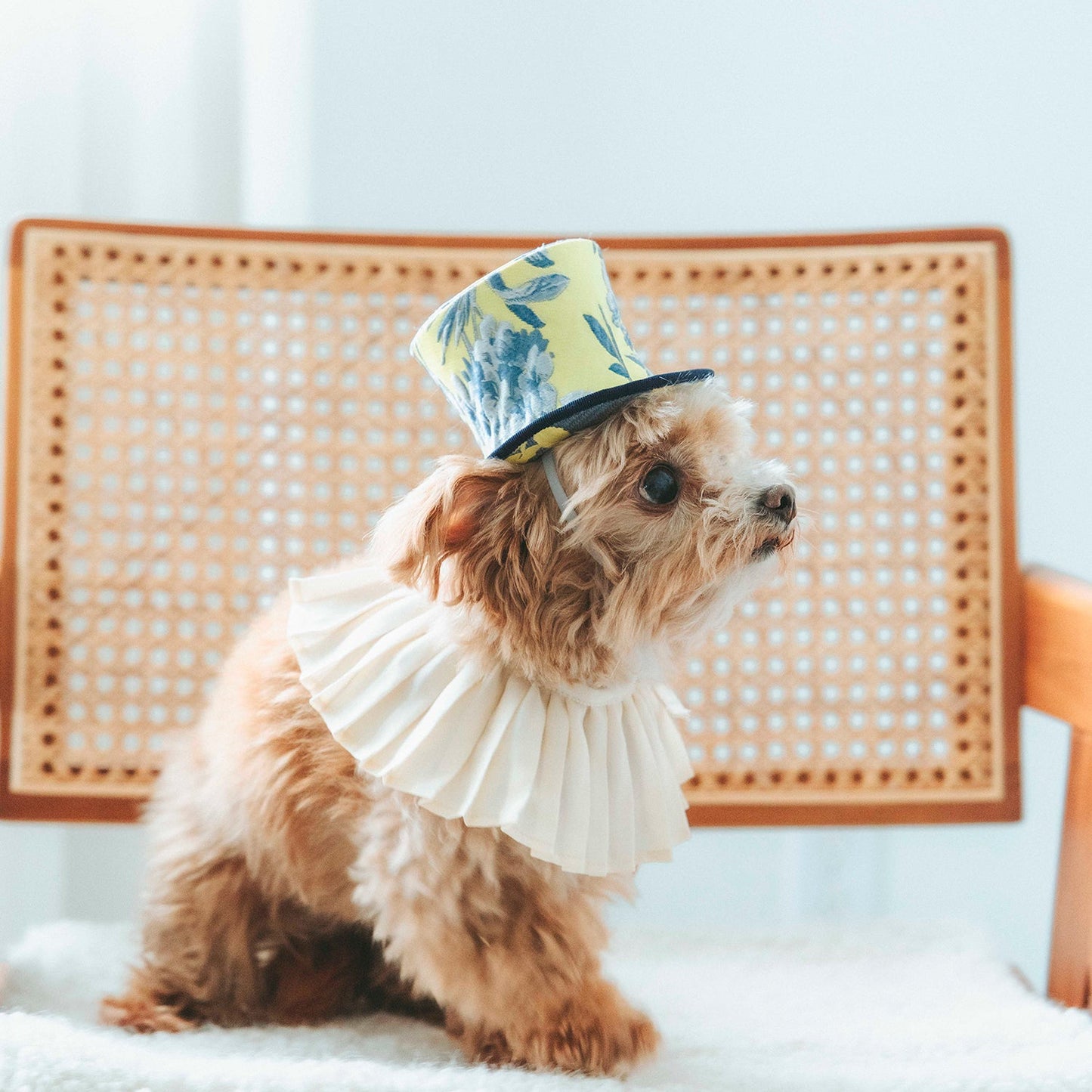 ジャガード イエローシルクハット（FOR DOG）