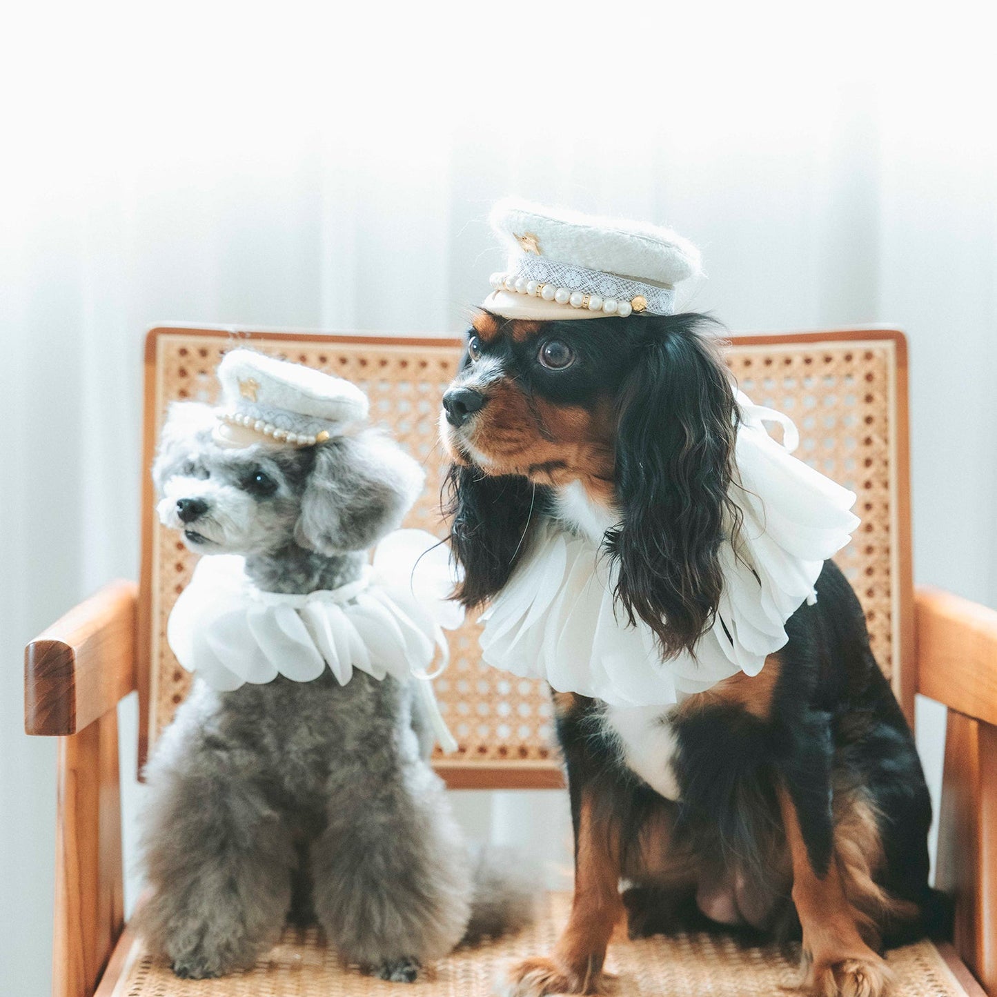 パールマリンキャップ（FOR DOG）