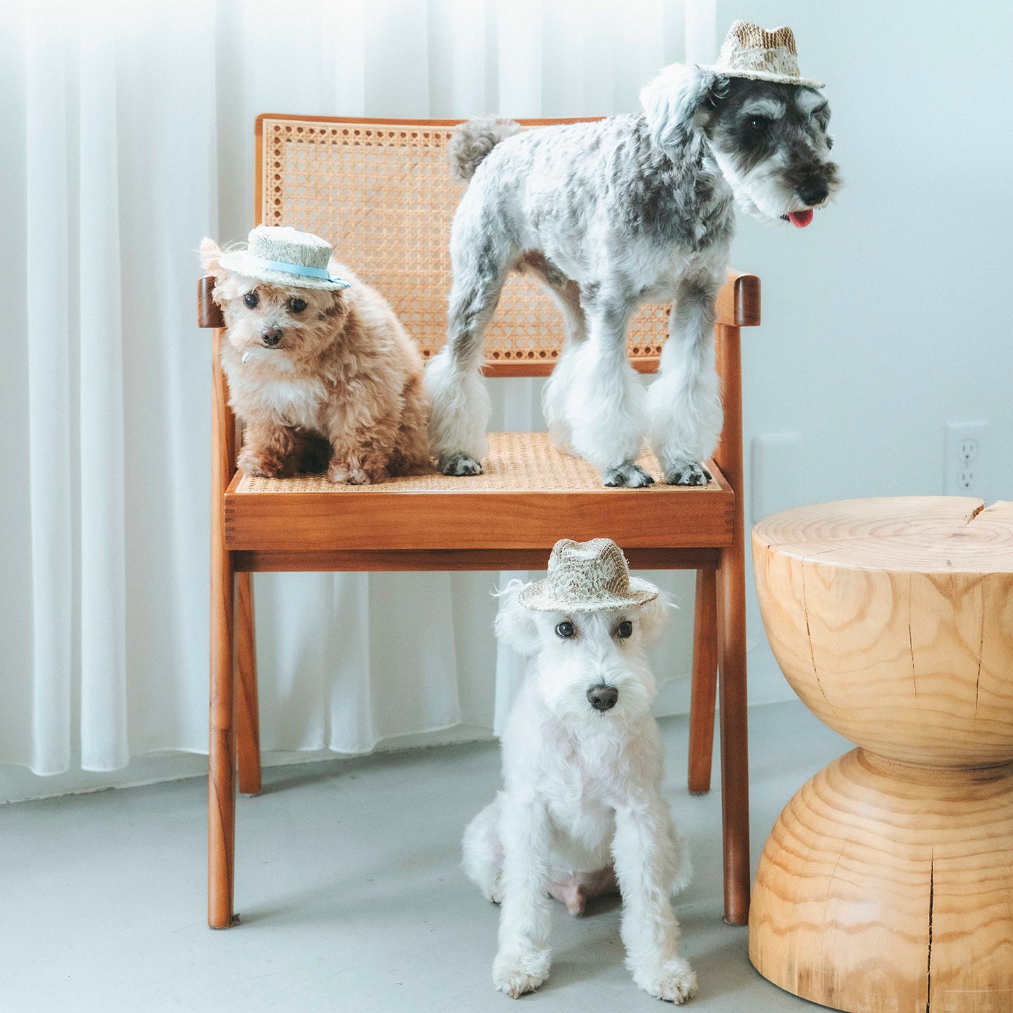 ラフィアレースカンカン帽（FOR DOG）