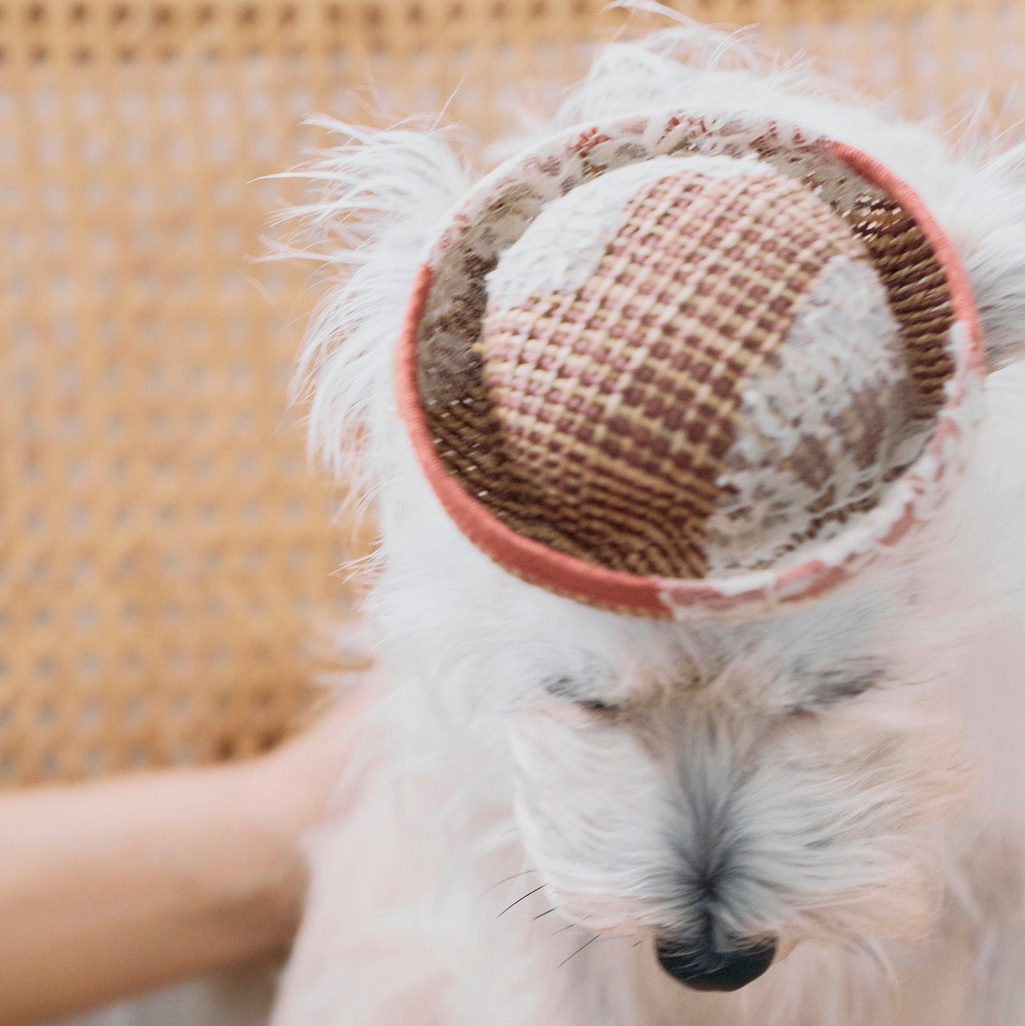ラフィアレースボーラーハット（FOR DOG）
