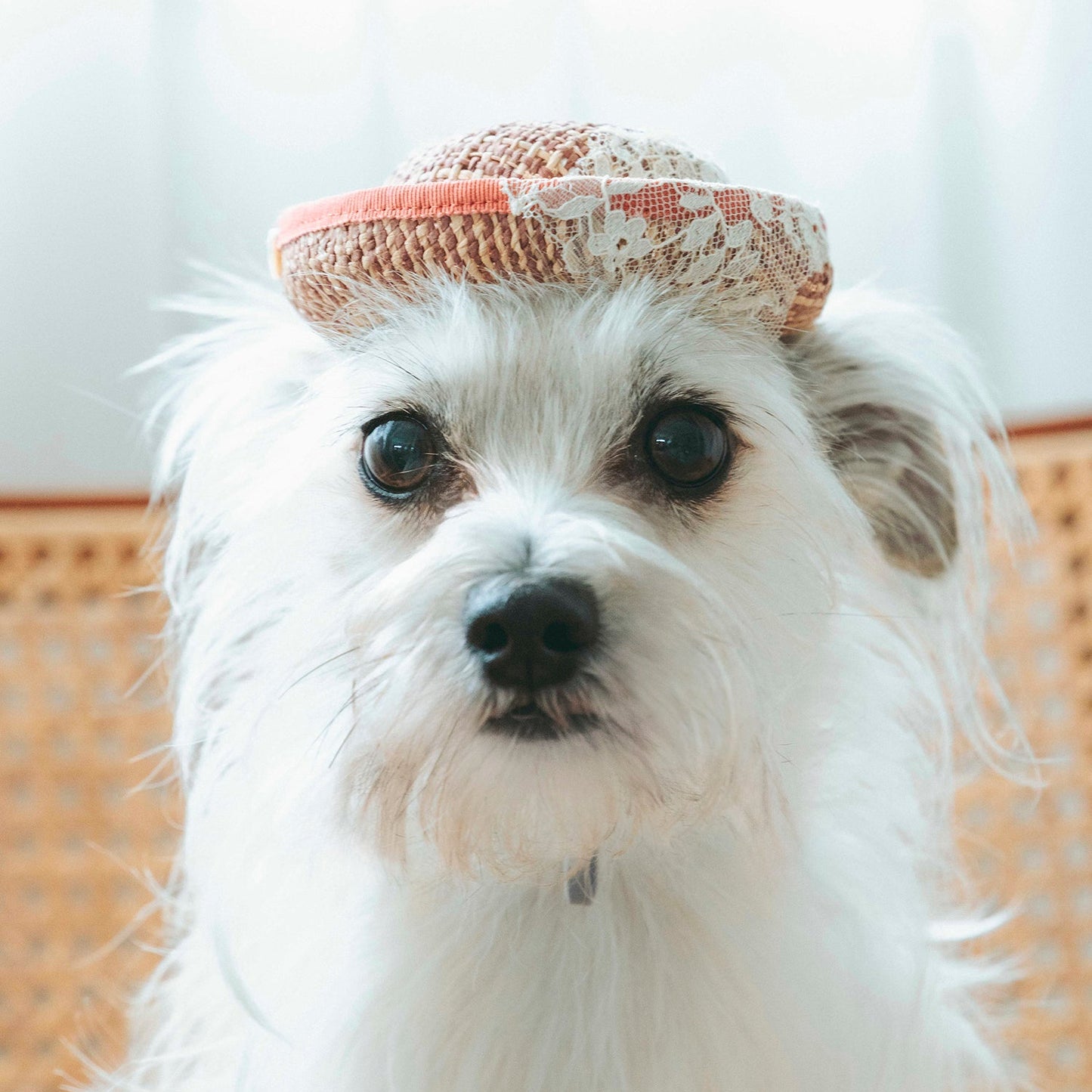 ラフィアレースボーラーハット（FOR DOG）