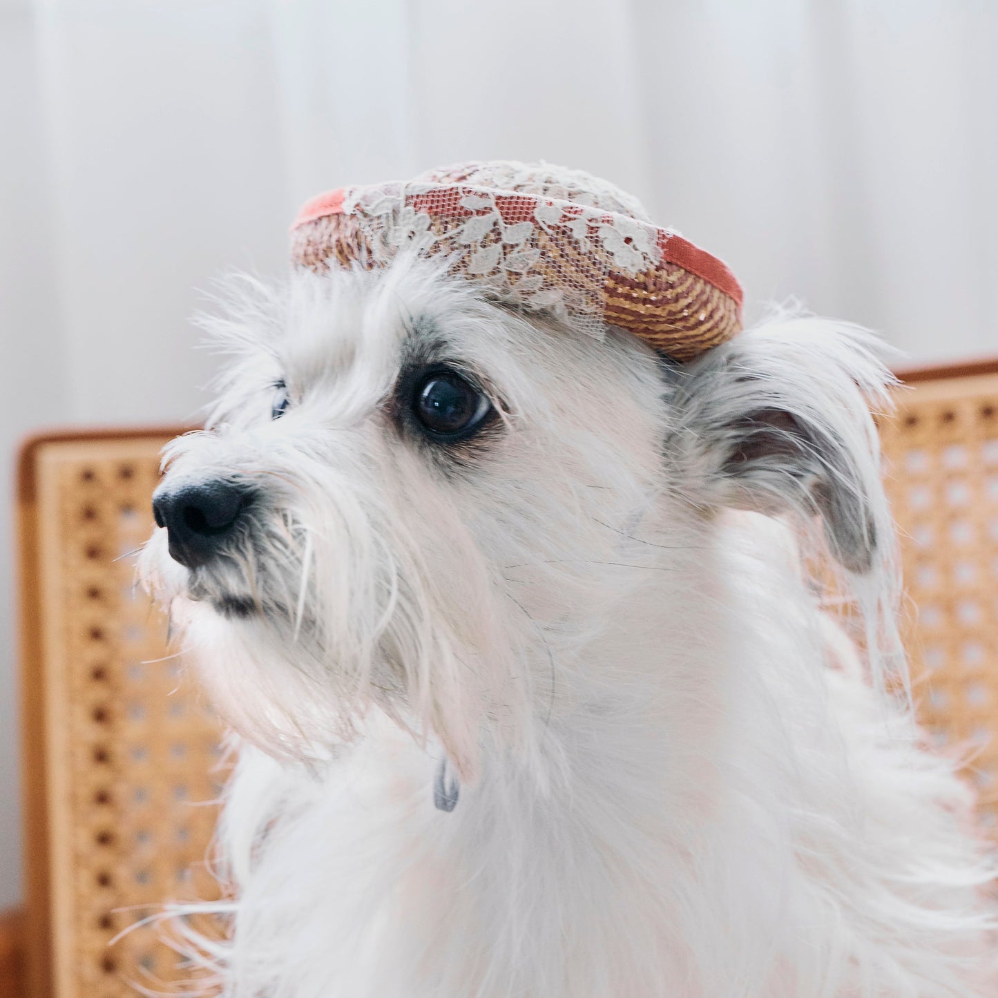 ラフィアレースボーラーハット（FOR DOG）