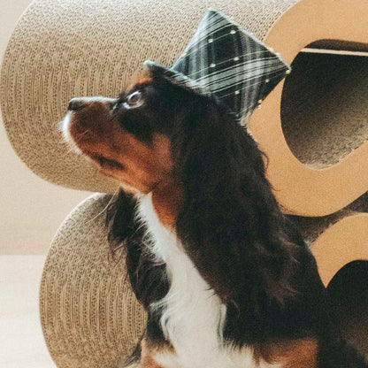 タータンチェックシルクハット（FOR DOG）