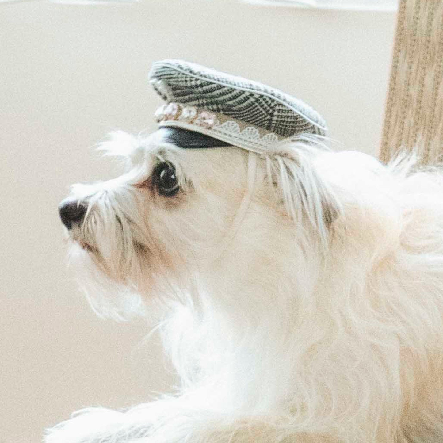 グレンチェックマリンキャップ（FOR DOG）
