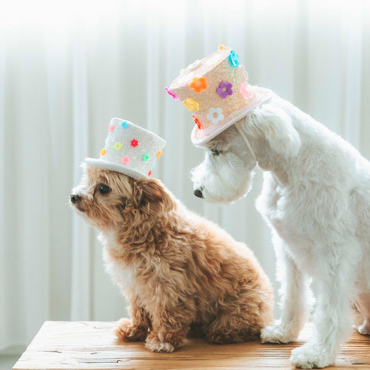 ポップフラワーシルクハット グリッターホワイト（FOR DOG）