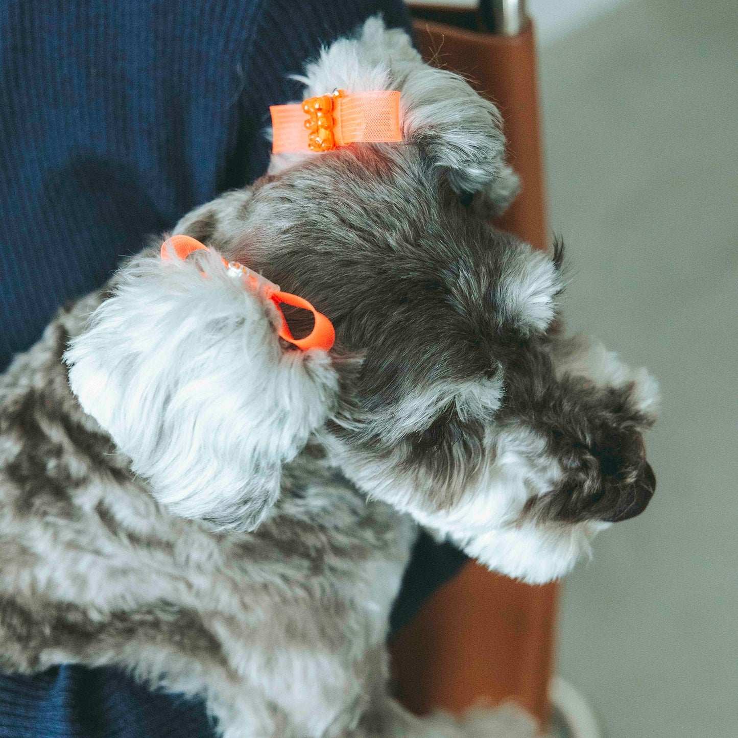 ホースヘアリボン（FOR DOG）