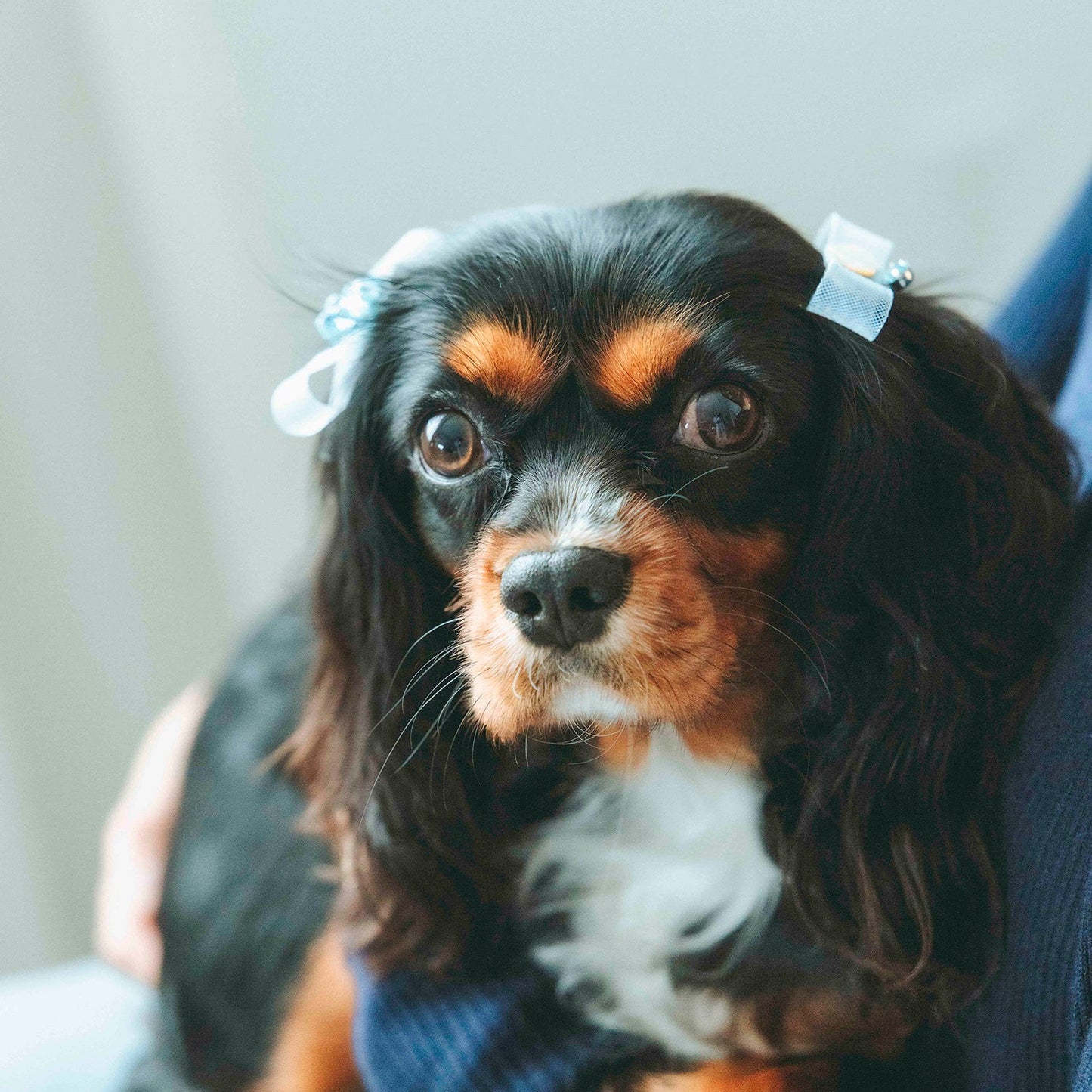 ホースヘアリボン（FOR DOG）